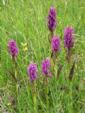 Dactylorhiza incarnata subsp. cruenta